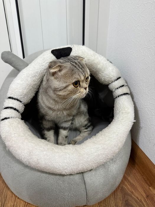 Кот продается шотландский вислоухий