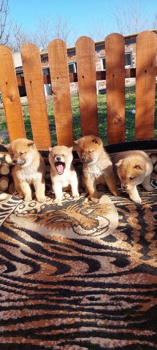 Шиба Ину Shiba inu