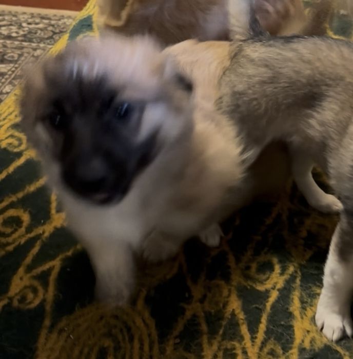 Подарявам кученце