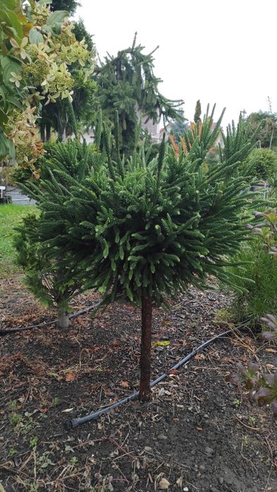 Plante ornamentale deosebite, altoite, de colectie.