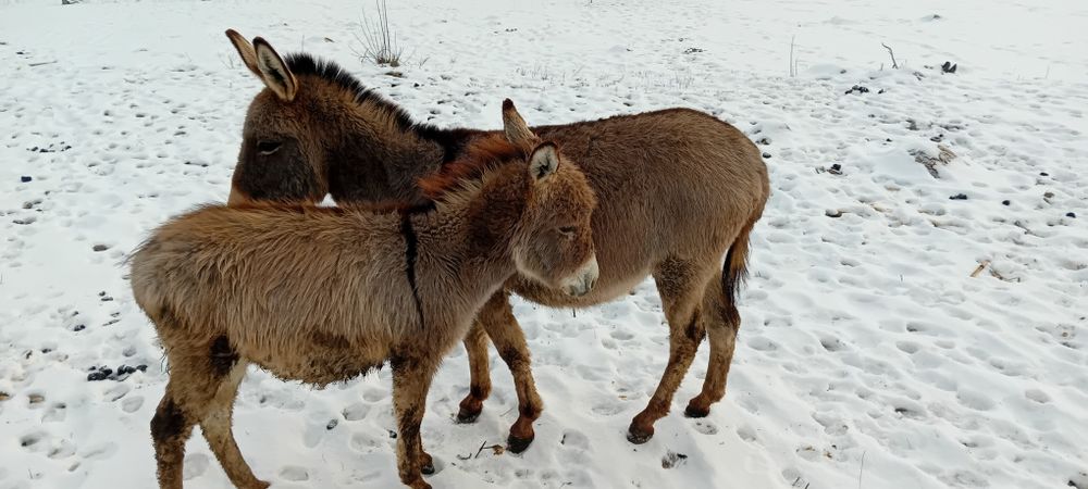 Vând 2 magarita cu pui