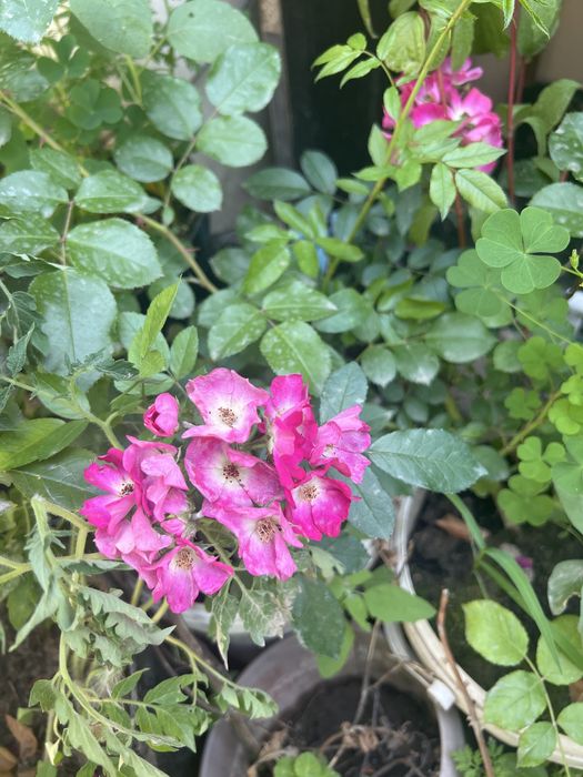 Продам розы в горшках