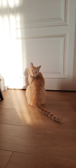 кот в добрые руки