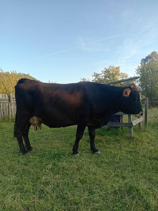 Vând vaca brună  foarte buna sanatoasa cuminte cu al 5_lea vitel
