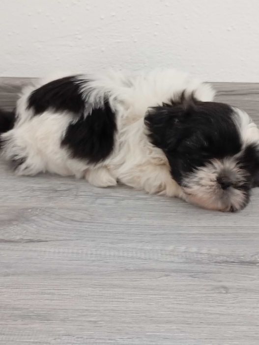 catelusa rasa shih tzu