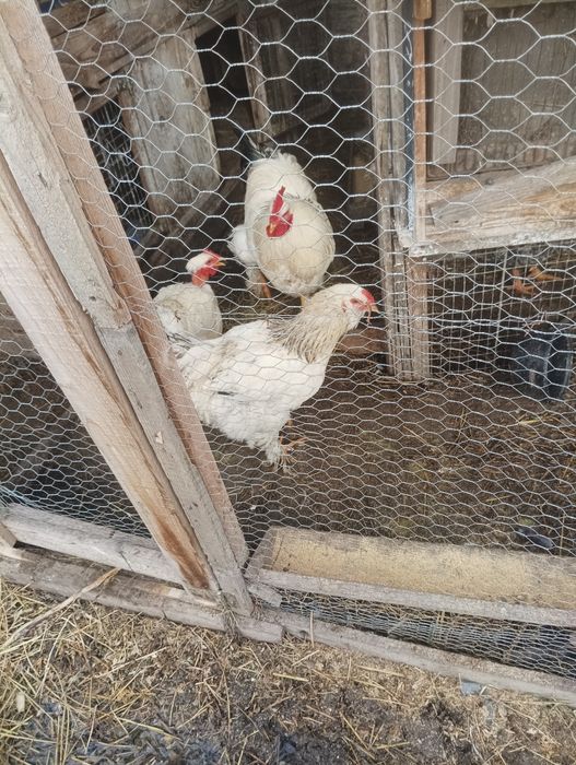 Oua pentru incubat motata olandeza ,Brakel , Austrolop și Brahma