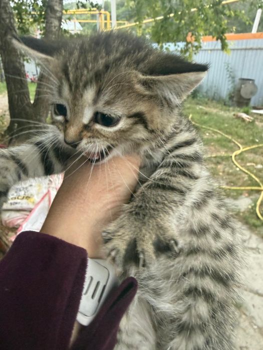 Отдам котят срочно