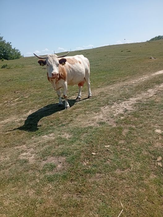 De vânzare, vacă de 9 ani gestanta de 7 luni jumate cu belga  pentru mai multe detalii sunați