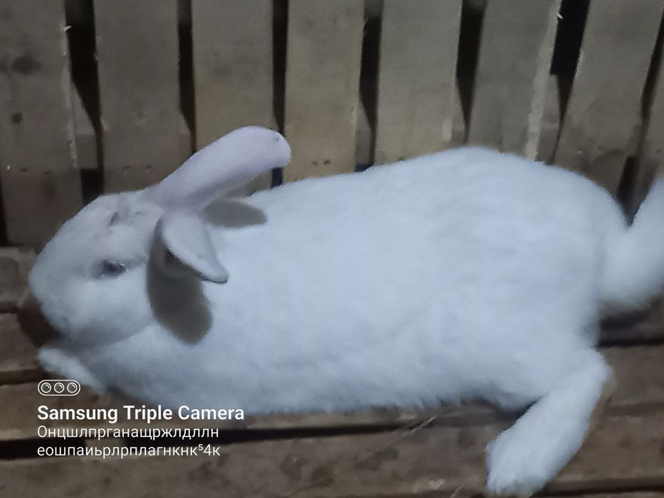 30 tacha har xil quyonla bor arzon narxda