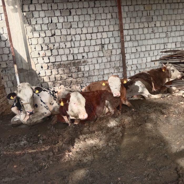 Продам бычков кибрайский район