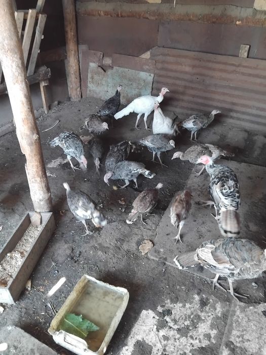 Продаю индюки домашние