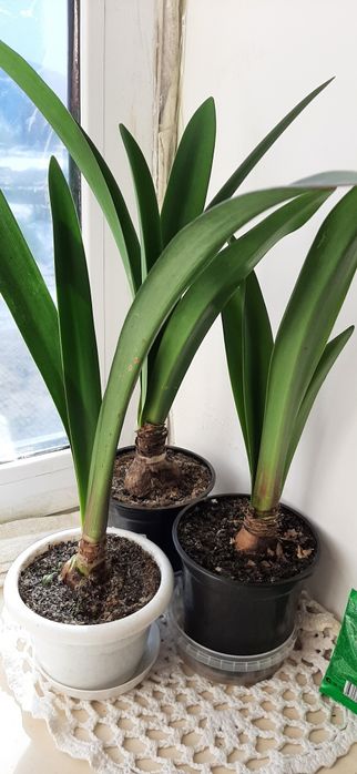 Продам цветок Гиппеаструм