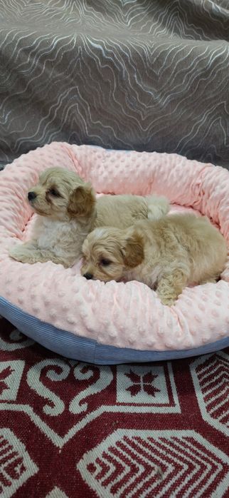 Предлагаю щенков Мальтипу Ф1