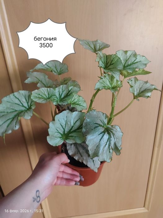 Продам Комнатные Цветы