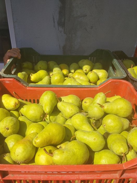 Pere și prune pentru țuică