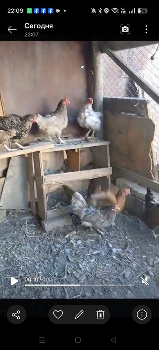 Продам курицы несушки