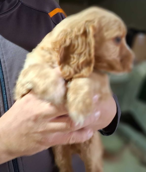 Продавам кокер шпаньол