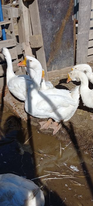 Продам гусей холмогоров 2 годовалых