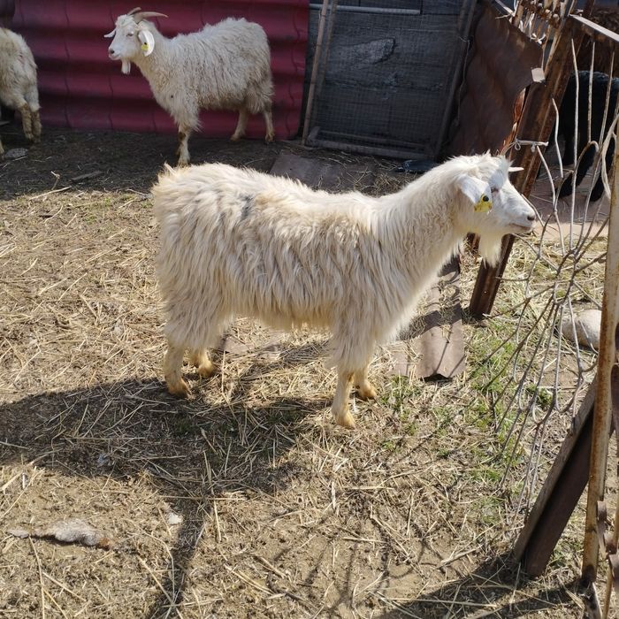 Козы бараны овцы коза козёл