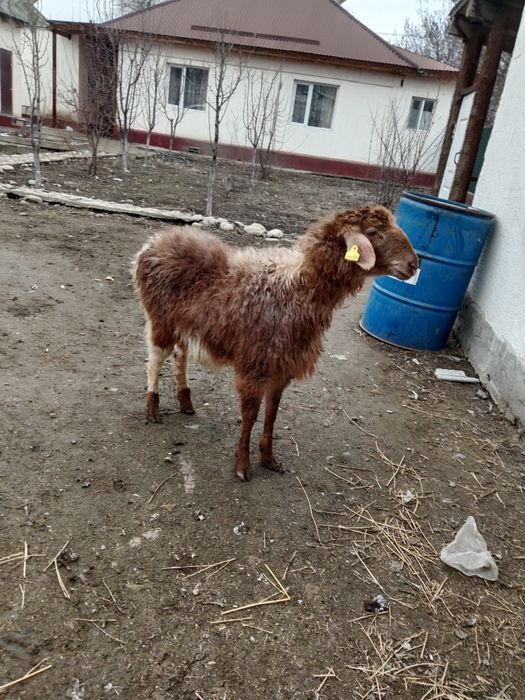 Бордақы ұрғашы тоқты