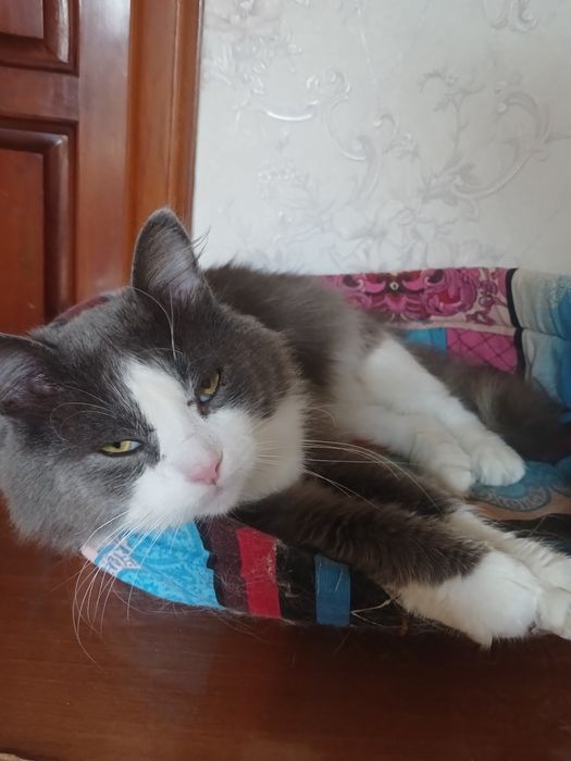 Котик Грейка ищет семью