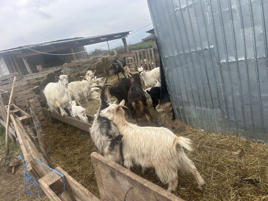 De vanzare capre cu 2 iezi