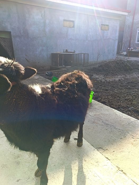 Gunajin sotiladi narxini kelishamiz