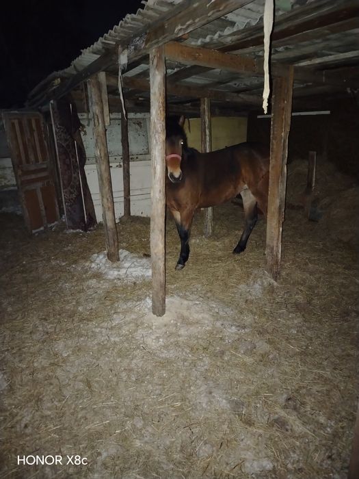 Продам молодую кобылку.