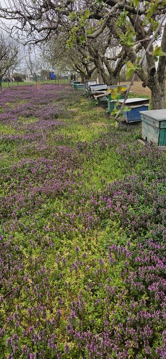Vând 10 familii de albine
