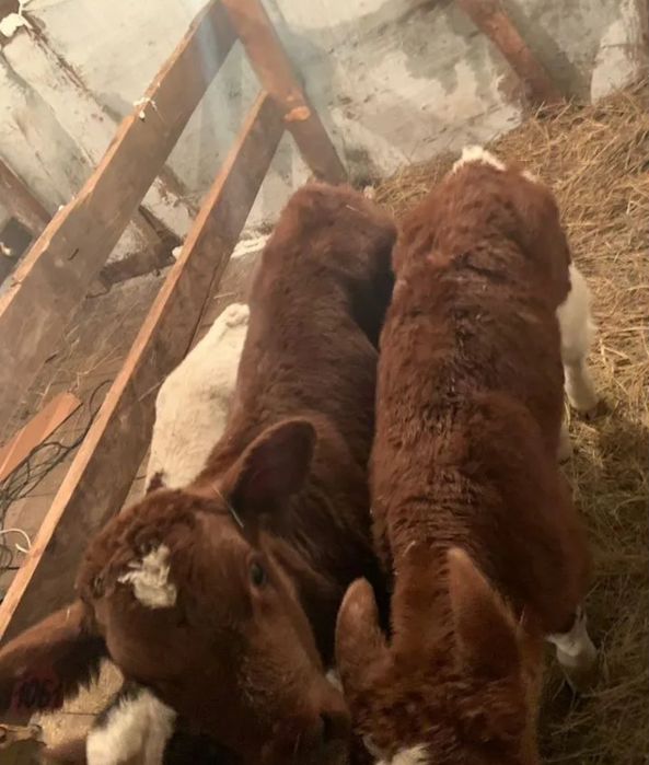 Сименталы бұқа бұзаулары телята және