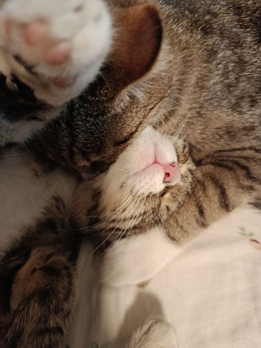 Mushuk Hadiya  parodali