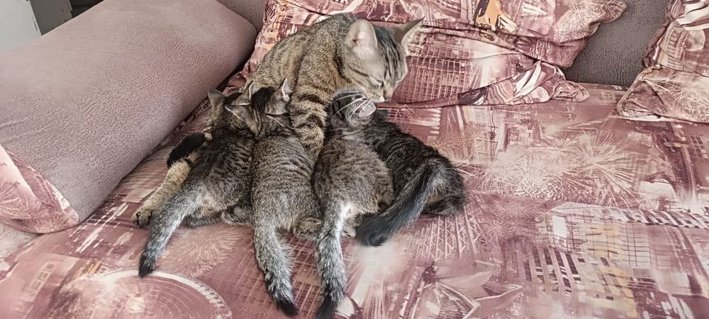 отдам котят в добрые руки