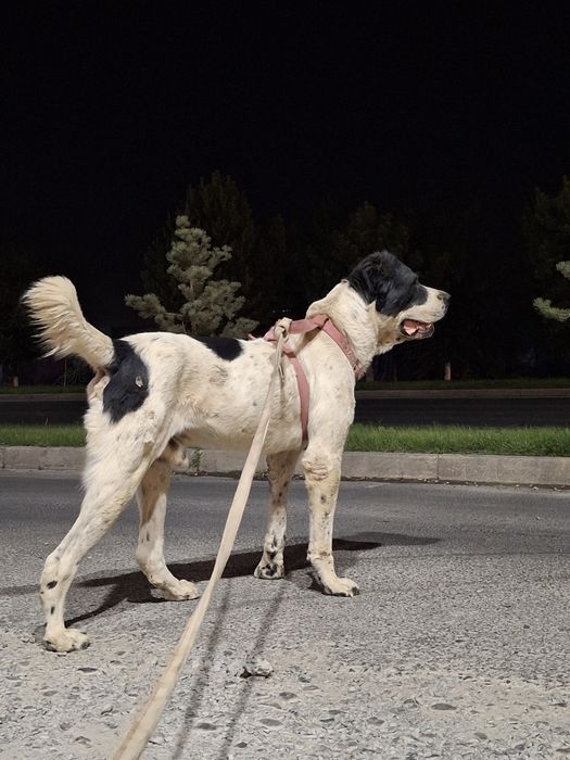 Алабаи 1 Жасар Келістірып Беріп жберемін