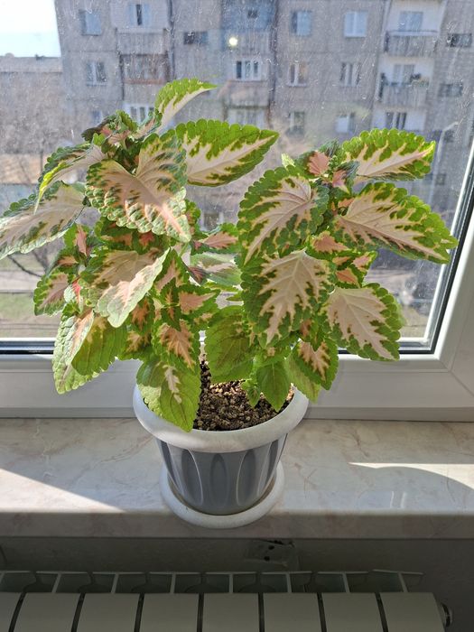 Комнатные цветы  - Колеус