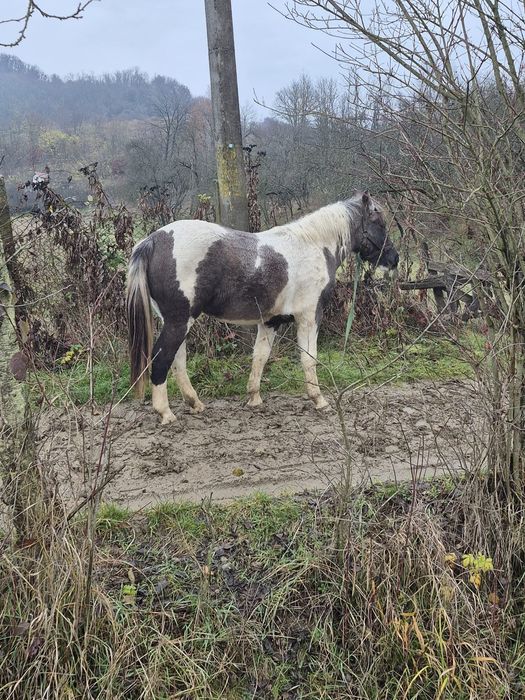 Vând cârlana  semigrea de 11 luni