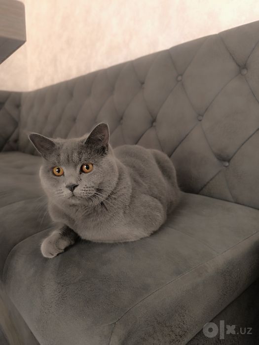 Вяскага скотиш страйт