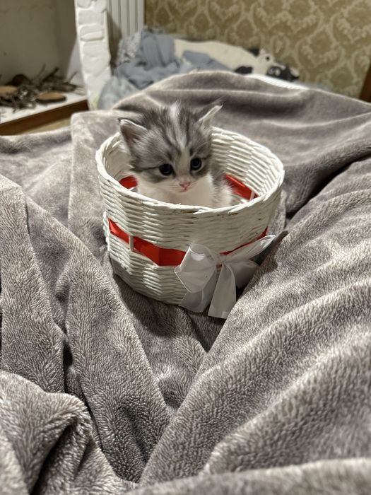 Британци котята )