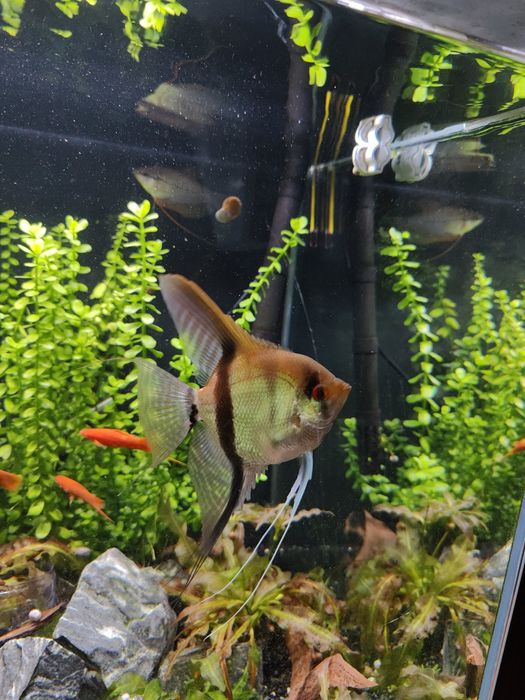 Скалярия самка взрослая