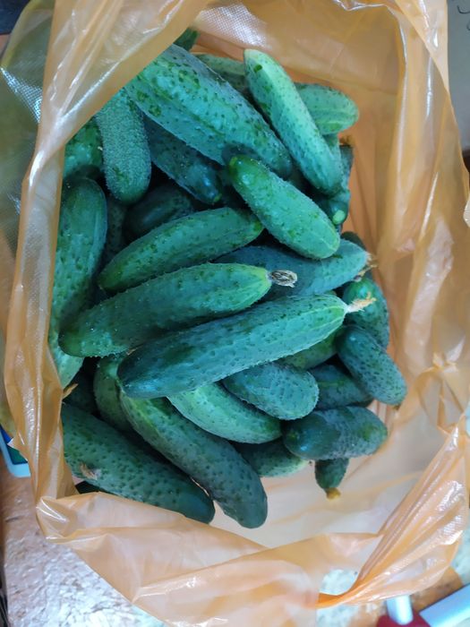 Продам дачную фасоль