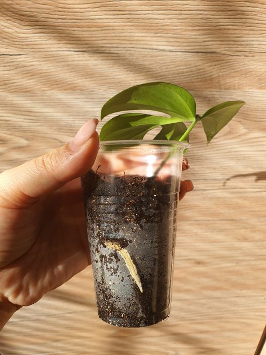 Монстера Рафидофора Минима