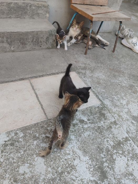 Donez pui de pisica de 2 luni