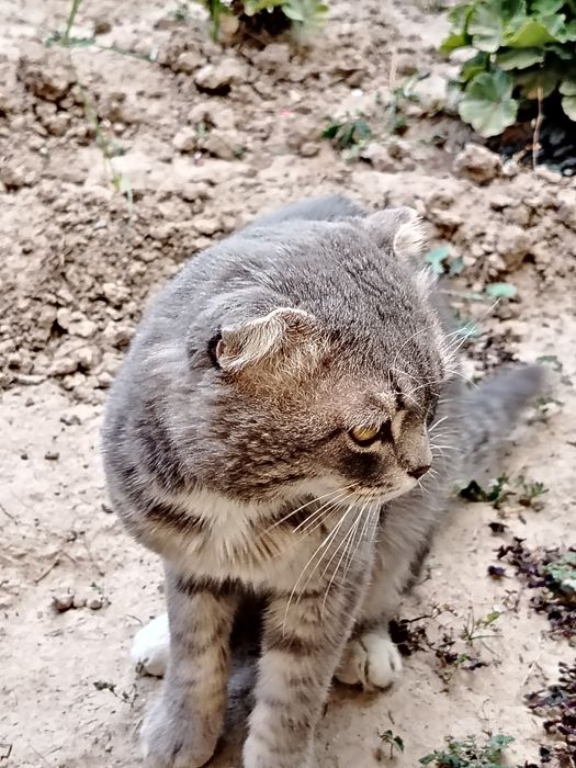 Mushuklar yuvosh