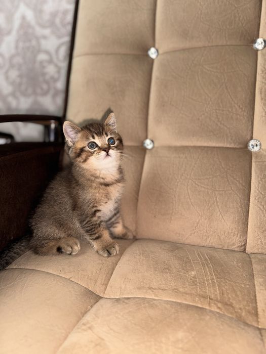 Золотая шиншила британец продается срочно