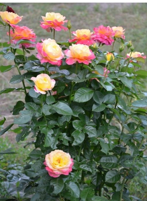 Саженцы роз 1000