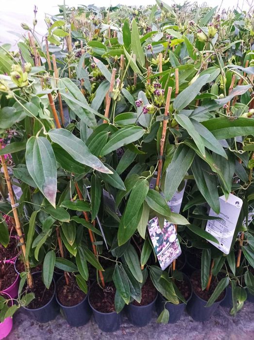 Клематис - Вечнозелен Цвят - Бял И розов