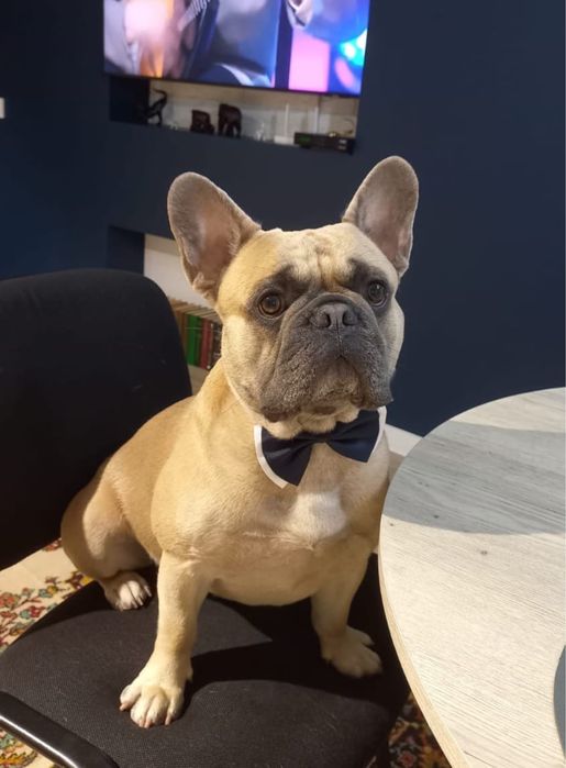 Щенки Француского бульдога