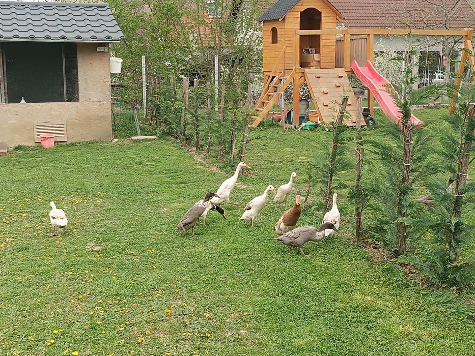 Ouă rațe alergătoare