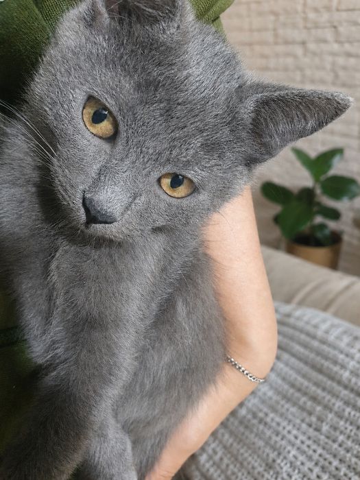 Котята маленькие