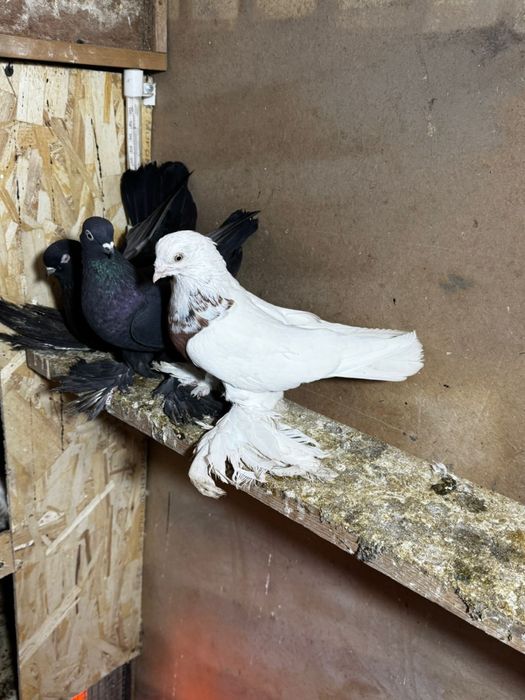 Продам голуби разный парода