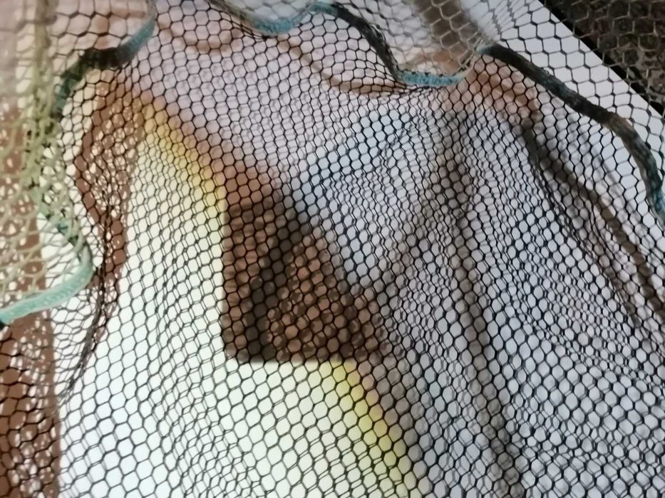 Кеп глава, гумирана, шаранджийска